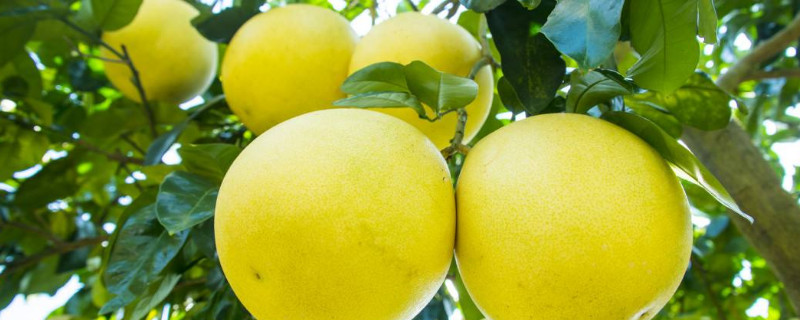 柚的寓意 文旦柚的寓意