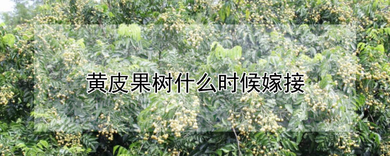 黄皮果树什么时候嫁接 黄皮果树什么时候嫁接及视频