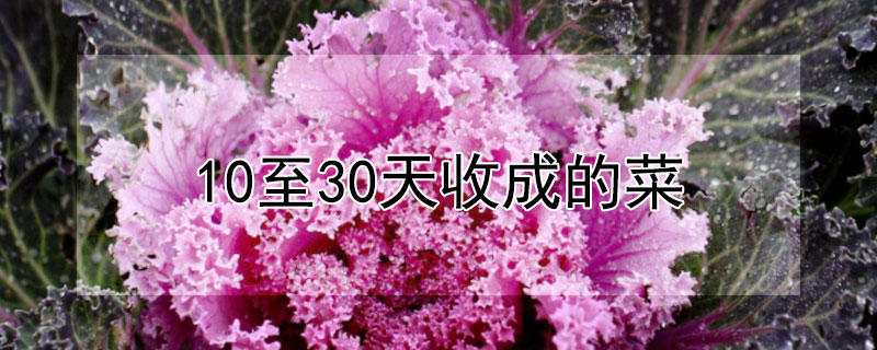 10至30天收成的菜（10至30天收成的菜什么时候）