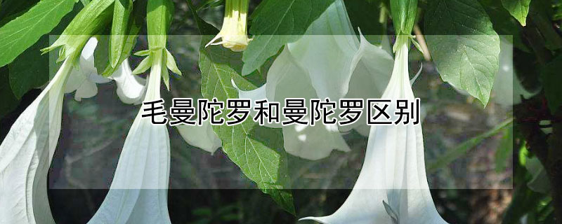 毛曼陀罗和曼陀罗区别（毛曼陀罗和曼陀罗的区别）