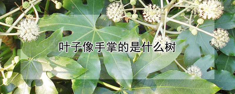 叶子像手掌的是什么树 叶子像手掌的是什么树木