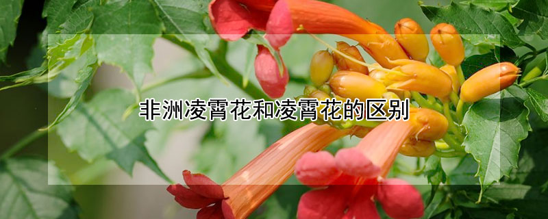 非洲凌霄花和凌霄花的区别（非洲凌霄花缺点）