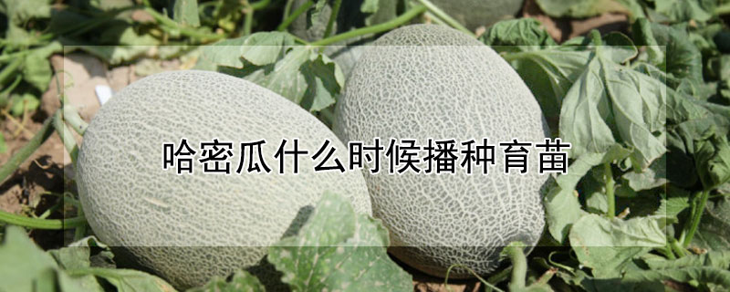 哈密瓜什么时候播种育苗（哈密瓜什么时候播种育苗重庆市巴南区未来15日的天气）