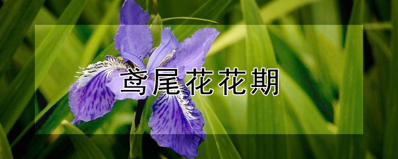 鸢尾花花期 鸢尾花花期开几天