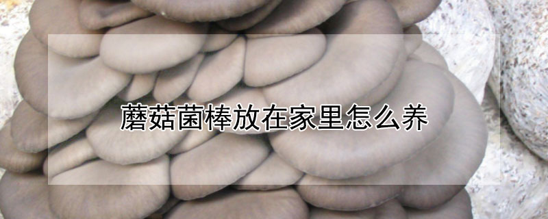 蘑菇菌棒放在家里怎么养 平菇菌棒放在家里怎么养