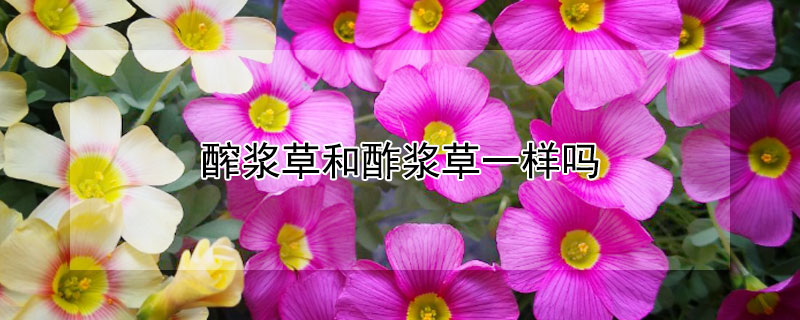 醡浆草和酢浆草一样吗 酢浆草的区别