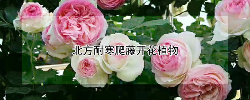 北方耐寒爬藤开花植物（北方耐寒爬藤开花植物有那些）