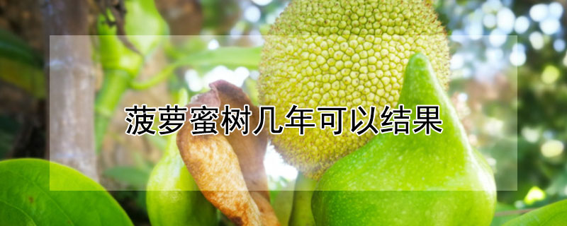 菠萝蜜树几年可以结果（菠萝蜜树几年可以结果子）