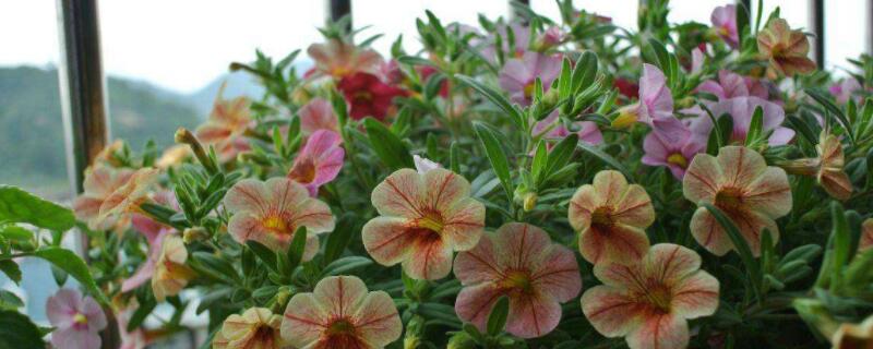 舞春花怎么繁殖（舞春花繁殖方法和时间）