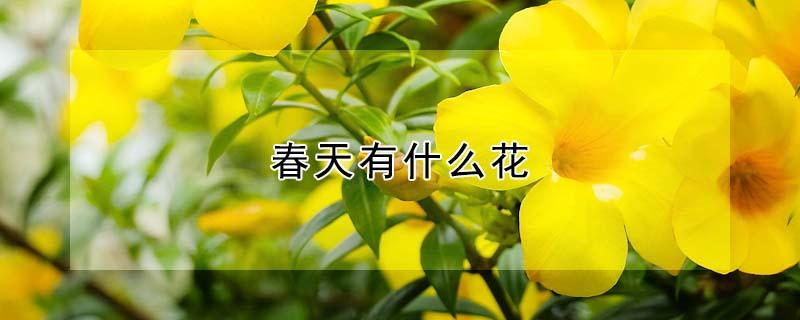 春天有什么花（春天有什么花会开放 名称加颜色）