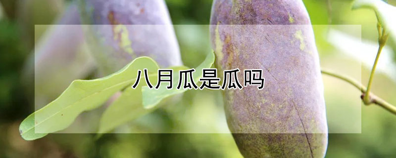 八月瓜是瓜吗（八月瓜为啥叫八月瓜）
