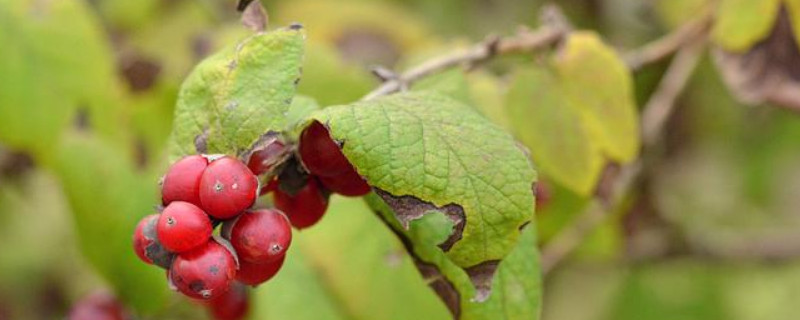 葱皮忍冬的果实能吃吗（葱皮忍冬的果实能吃吗）
