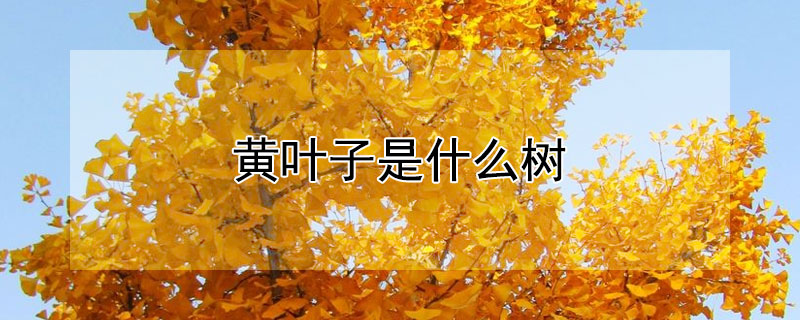黄叶子是什么树 黄叶子是什么树的果实