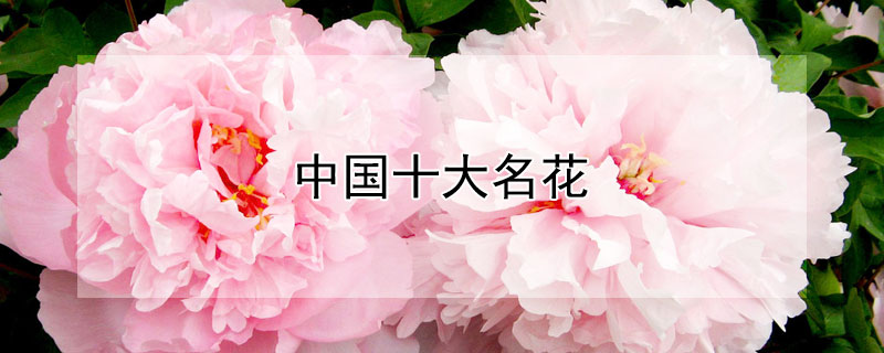 中国十大名花（中国十大名花之首）
