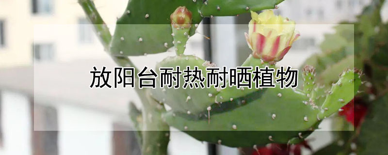 放阳台耐热耐晒植物 放阳台耐热耐晒植物绿叶植物