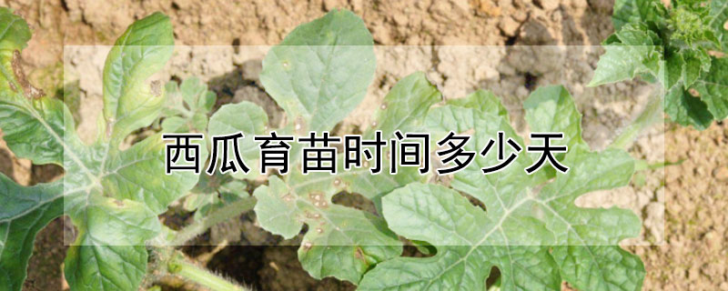 西瓜育苗时间多少天（西瓜育苗多少天可以移栽）