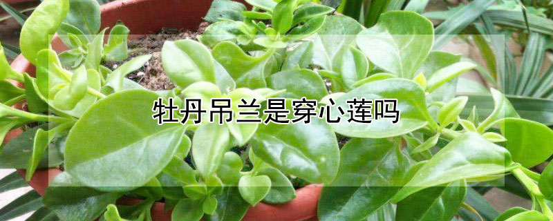 牡丹吊兰是穿心莲吗（牡丹吊兰是穿心莲吗怎么养）