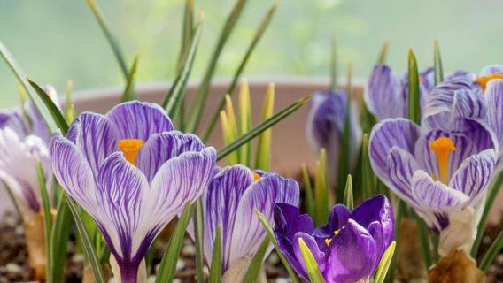 秋天开花的植物有哪些 秋天开花的植物有哪些图片