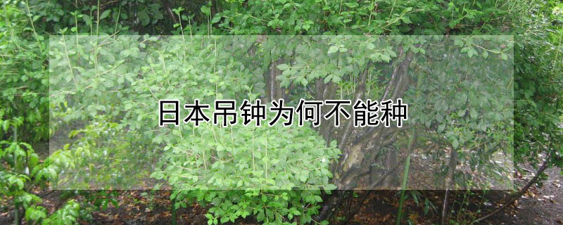 日本吊钟为何不能种（日本吊钟为何不能种植）