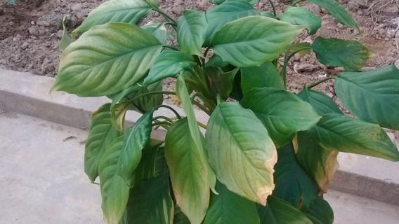 万年青是什么 万年青是什么树