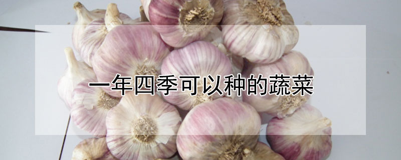 一年四季可以种的蔬菜 一年四季可以种的蔬菜有哪些