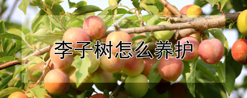 李子树怎么养护（李子树怎么养护与管理）