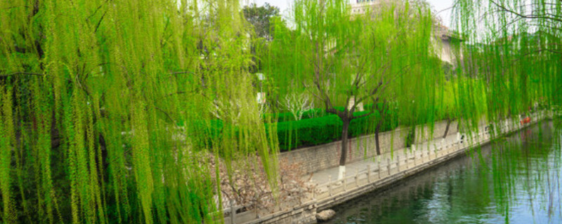 杨柳树和垂柳树的区别 杨柳树和垂柳树的区别在哪里