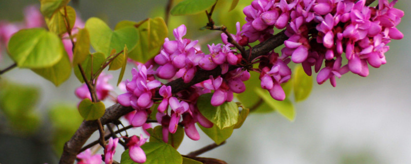 紫荆花北方可以种植吗（紫荆花怎么栽培）