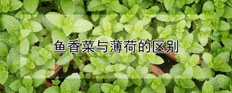 鱼香菜与薄荷的区别 鱼香菜与薄荷的区别与功效