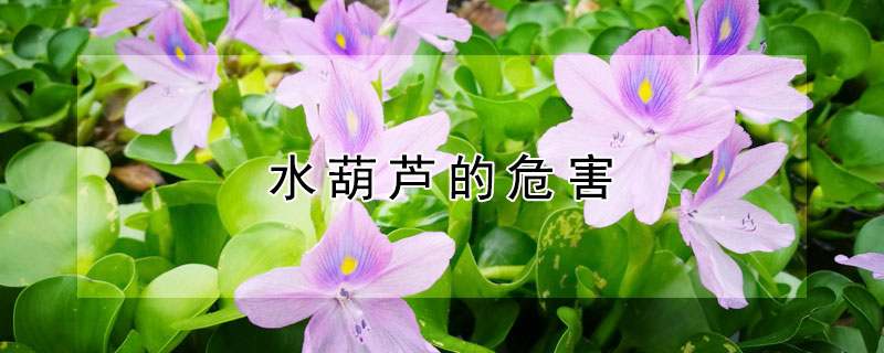 水葫芦的危害（水葫芦的危害及治理措施）