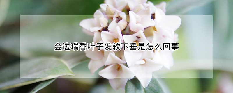 金边瑞香叶子发软下垂是怎么回事 金边瑞香的叶子下垂是怎么回事