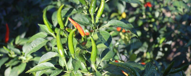 小米辣育苗的方法（小米辣如何育苗）