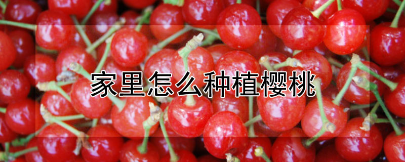 家里怎么种植樱桃 家里种植樱桃树好吗
