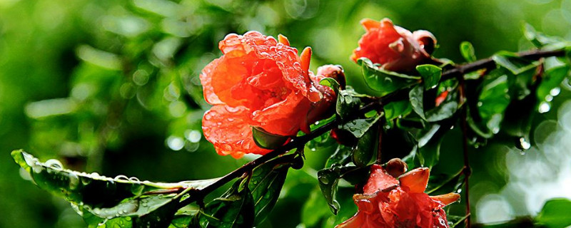 石榴花怎么养家庭养法 如何养石榴花