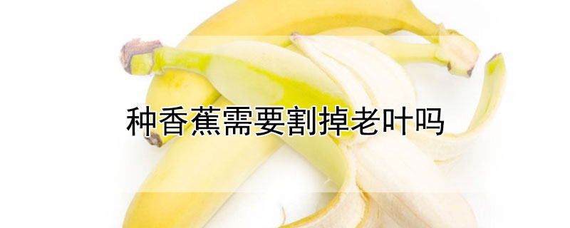 种香蕉需要割掉老叶吗 香蕉叶子要割吗