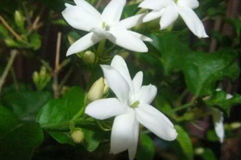 风车茉莉银丝茉莉区别