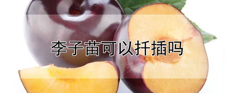 李子苗可以扦插吗 李子苗可以扦插吗