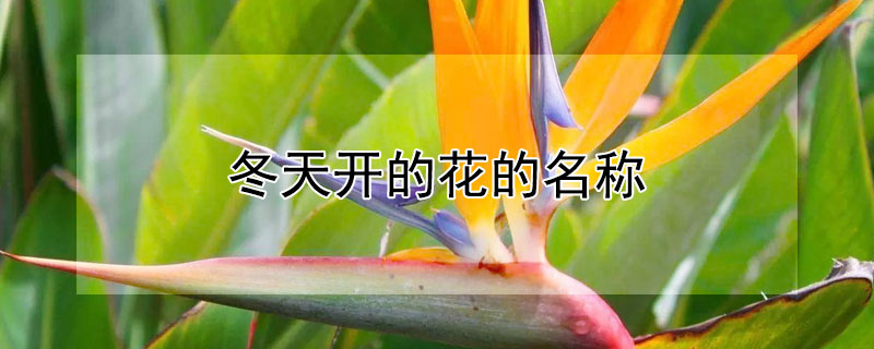 冬天开的花的名称（冬天开的花的名称大全）