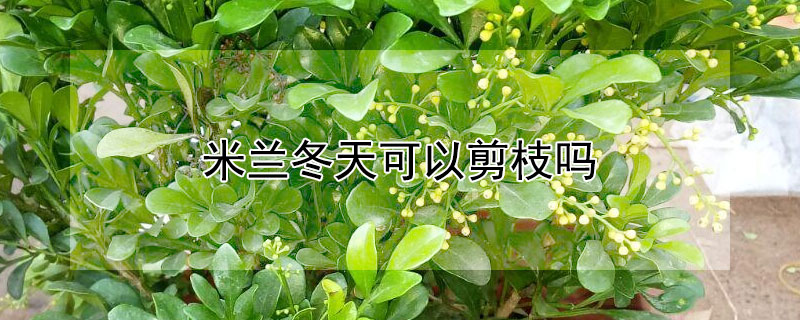 米兰冬天可以剪枝吗 米兰冬天能修剪吗