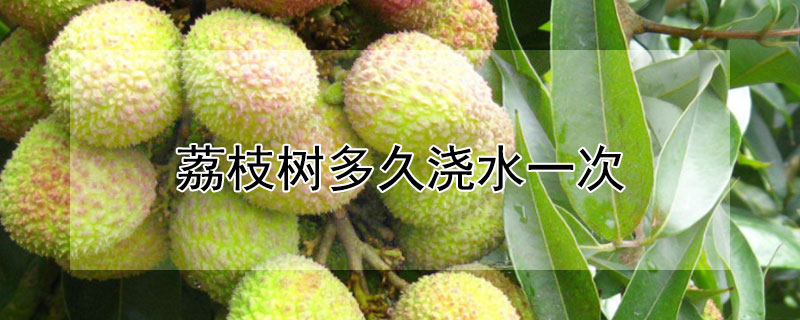 荔枝树多久浇水一次（荔枝树几天浇一次水）