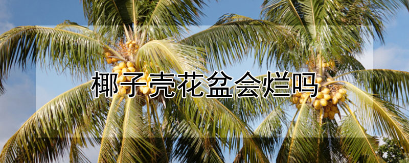 椰子壳花盆会烂吗