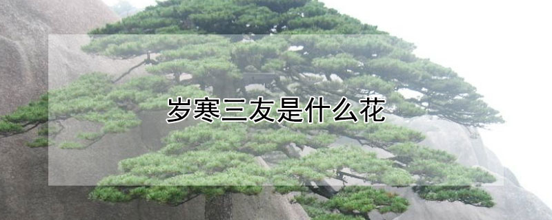 岁寒三友是什么花 岁寒三友是什么花中四君子是什么