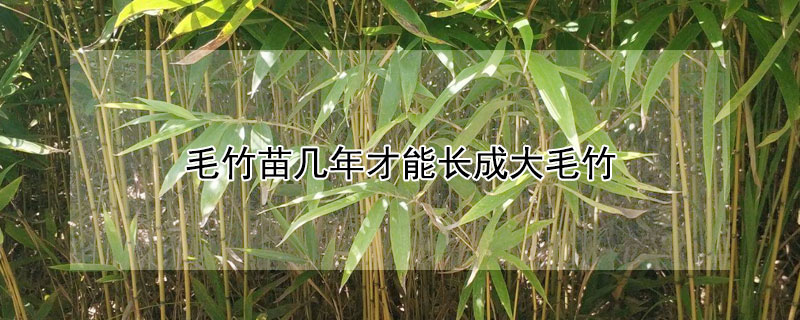 毛竹苗几年才能长成大毛竹（毛竹苗一年能长多高）