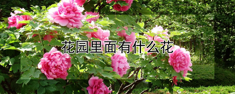 花园里面有什么花（秋天的花园里面有什么花）