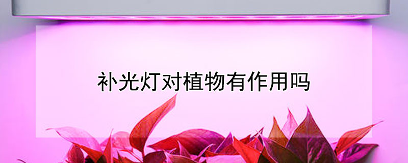 补光灯对植物有作用吗（补光灯对植物有作用吗视频）