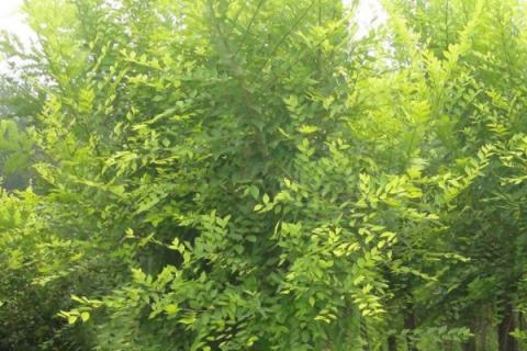 榆树上能嫁接什么果树