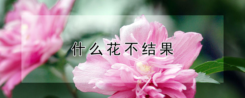 什么花不结果 什么花不结果脑筋急转弯