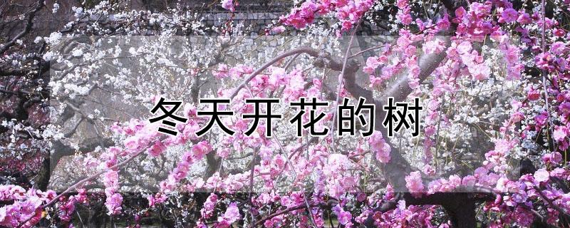 冬天开花的树（冬天开花的树有哪些图片）