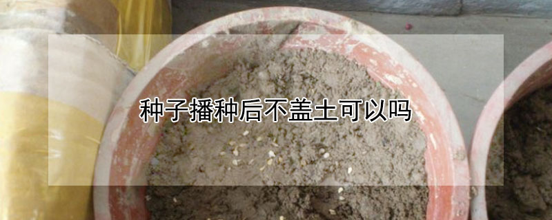 种子播种后不盖土可以吗 种子播种后不盖土可以吗视频