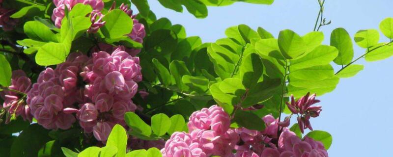 富贵树烂根怎么办 富贵树烂根怎么补救